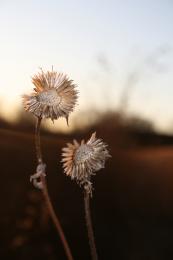 Dead plants